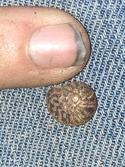 Anguispira strongylodes