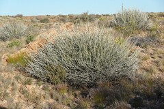 Euphorbia gregaria