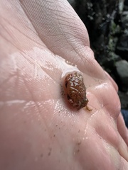 Glebocarcinus oregonensis