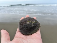 Dendraster excentricus