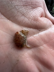 Glebocarcinus oregonensis