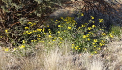 Osteospermum microcarpum