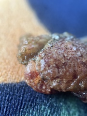 Glebocarcinus oregonensis