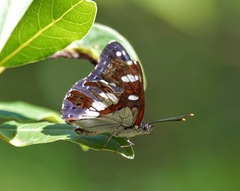 Limenitis reducta