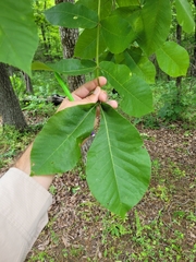 Carya texana