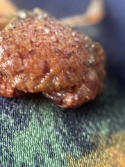 Glebocarcinus oregonensis