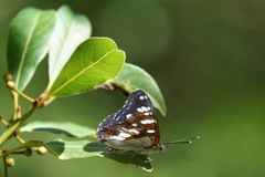 Limenitis reducta