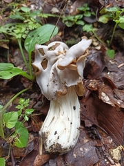 Helvella crispa