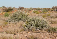 Euphorbia gregaria