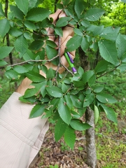 Ulmus alata