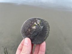 Dendraster excentricus