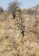 Philenoptera violacea