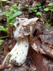 Helvella crispa