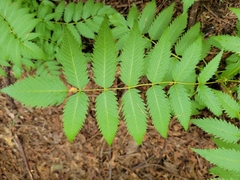 Sorbaria sorbifolia