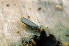 Kalotermes flavicollis