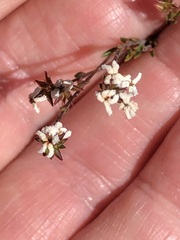 Leucopogon microphyllus