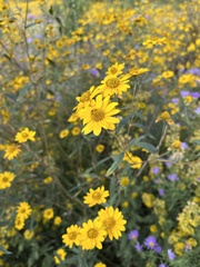 Hymenothrix dissecta