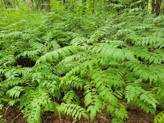 Sorbaria sorbifolia
