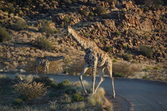 Giraffa camelopardalis giraffa