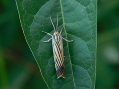 Spiris striata
