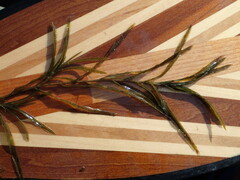 Potamogeton robbinsii
