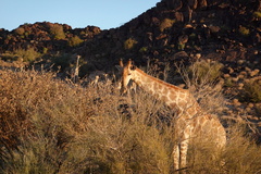 Giraffa camelopardalis giraffa