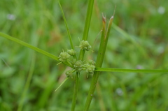 Cyperus surinamensis