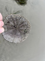 Dendraster excentricus