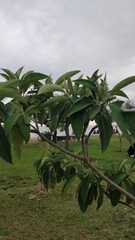 Solanum granulosoleprosum