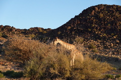 Giraffa camelopardalis giraffa