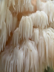 Hericium americanum