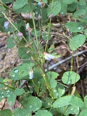 Desmodium ciliare