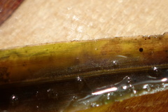 Potamogeton robbinsii