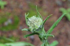 Pseudognaphalium liebmannii