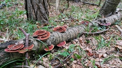 Daedaleopsis tricolor