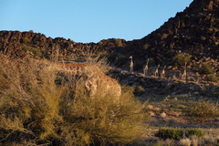 Giraffa camelopardalis giraffa