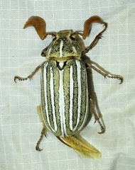 Polyphylla decemlineata