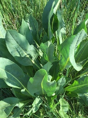 Senecio doria