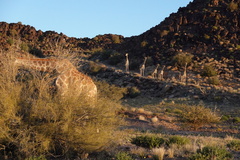 Giraffa camelopardalis giraffa
