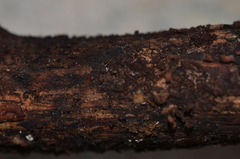 Xenomyrmex floridanus