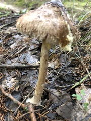 Laccaria ochropurpurea