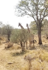 Giraffa camelopardalis giraffa
