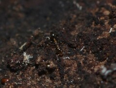 Xenomyrmex floridanus