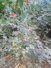 Rosa glabrifolia