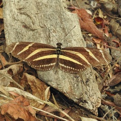 Heliconius charithonia vazquezae