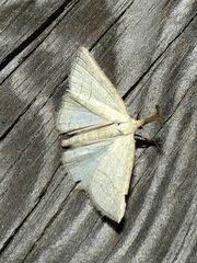Polypogon tentacularia