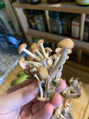 Desarmillaria tabescens