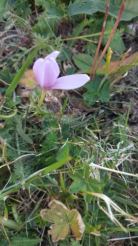 Image of Colchicum alpinum by no rights reserved
