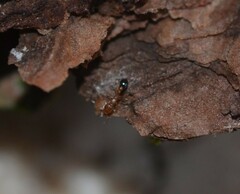 Cardiocondyla obscurior