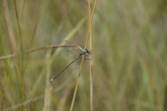 Lestes virens vestalis